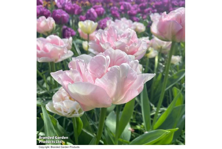 Tulip Angelique Bulbs – Double Flowering, Fragrant Spring Blooms (8 or 16 Pack) | Wowcher