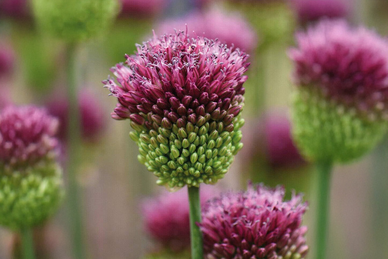 Spring Flowering Mixed Bulb Collection – 50 Easy-Care Perennial Bulbs | Wowcher