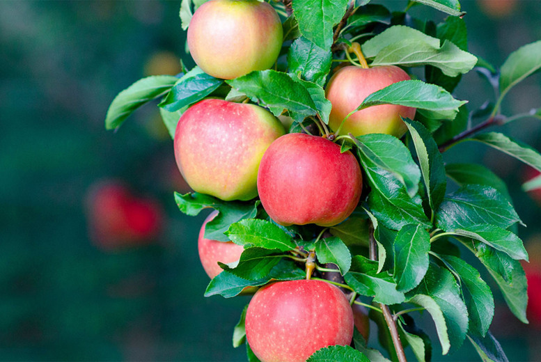 PRICE DROP! Dwarf Patio Fruit Trees - Apple, Pear, Plum & Cherry Varieties (100cm Tall) | Wowcher