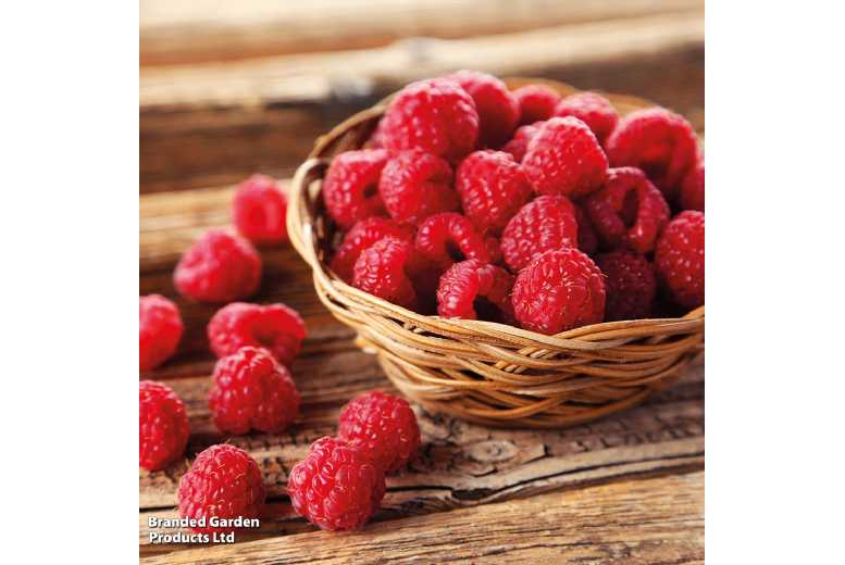 Raspberry Growers Choice - Hardy Fruit Bushes for UK Gardens | Wowcher