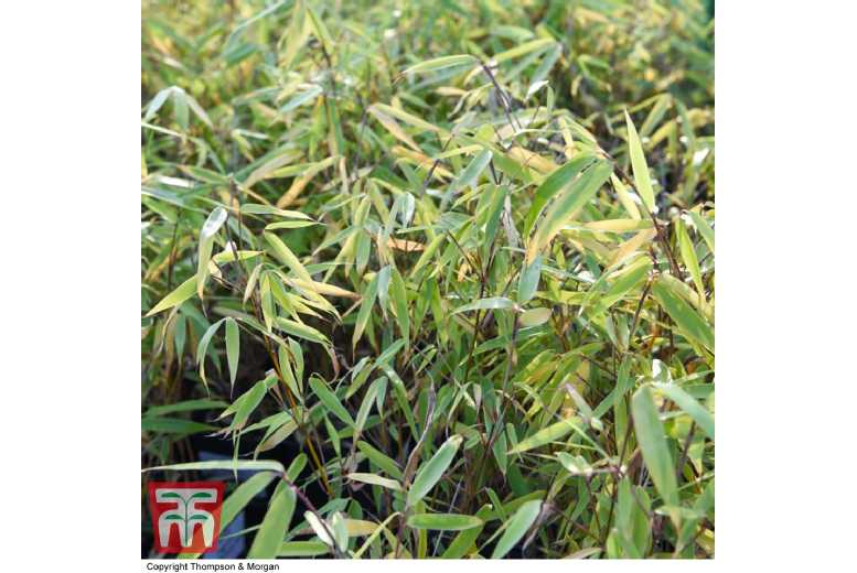 Red Bamboo ‘Asian Wonder’ – Clump-Forming Ornamental Plant, Up to 3m | Wowcher