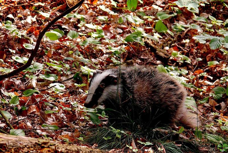 Scottish Highland Cottage Stay For Up To 8: Private Beach and Mountain Views – 2 or 3 Nights! | Wowcher