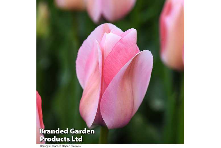 Tulip ‘Bella Blush’ Flowering Bulbs – Candy Pink, Hardy Perennial | Wowcher