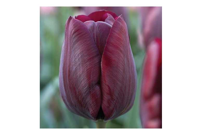 Tulip Triumph ‘Ronaldo’ Bulbs – Hardy Spring Flowering Perennial (8 or 16 Pack) | Wowcher
