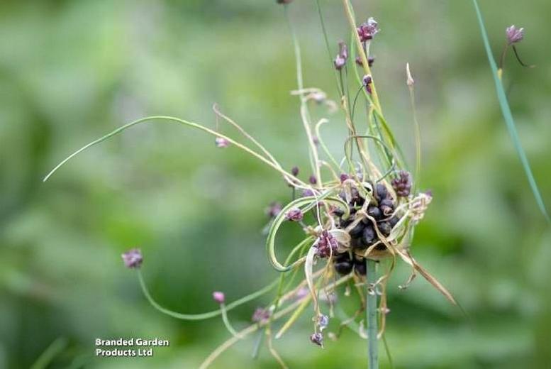 Allium scorodoprasum ‘Art’ Flowering Bulbs – Unique Perennial, 50cm Tall | Wowcher