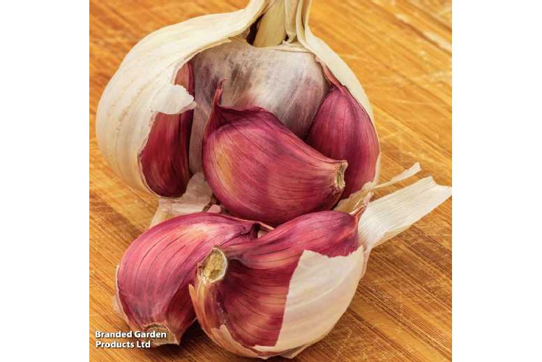 Hardneck Garlic ‘Morado’ Bulbs – Autumn Planting, Spanish Variety | Wowcher