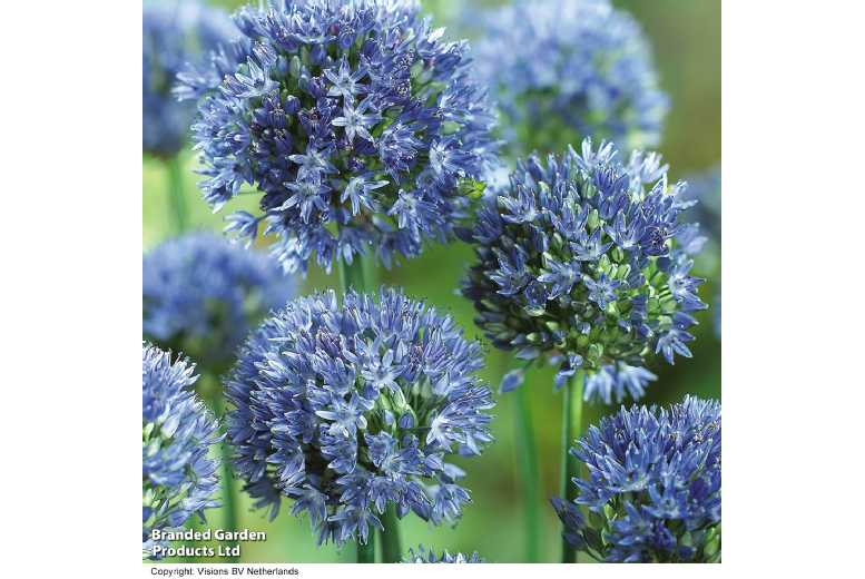 Allium Blue Drumstick Bulbs – Flowering Perennial, 60cm, Easy Care | Wowcher
