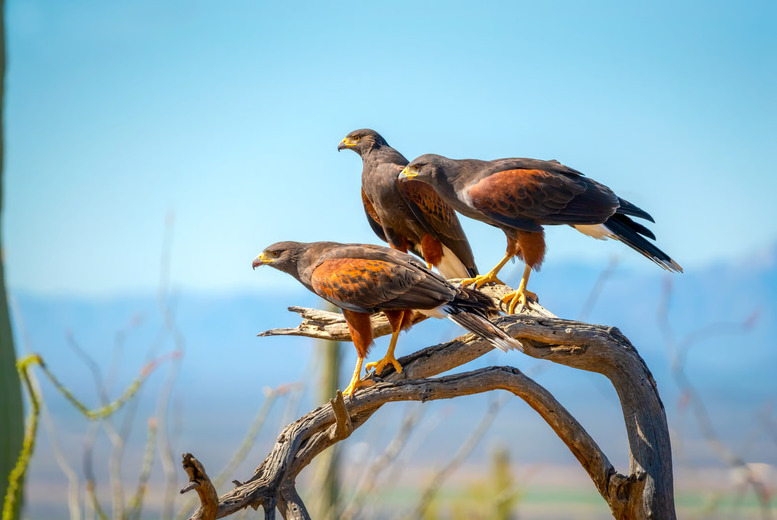 Premium Falconry Day Experience with 5+ Bird Species & Gift Package - Lincolnshire Hawk Walks | Wowcher