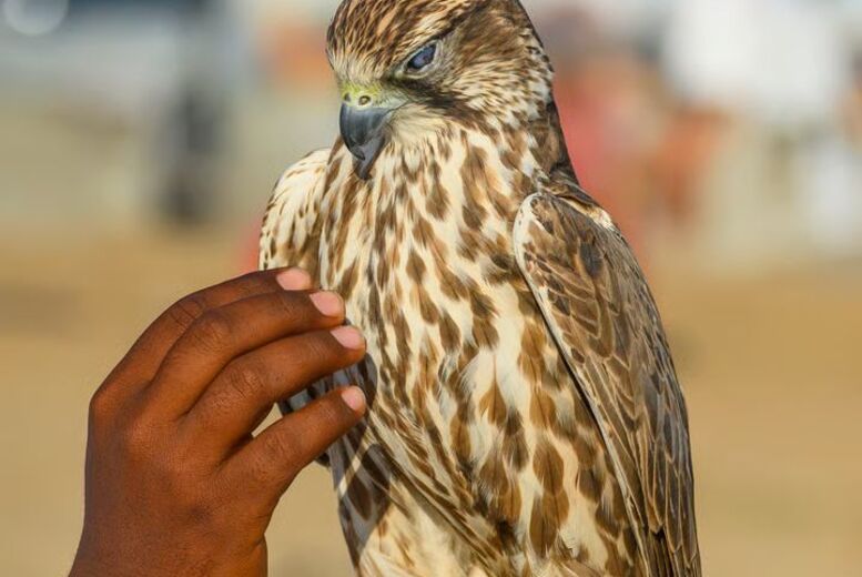 Beginner or Advanced Hawk Walk Experience - Lincolnshire Hawk Walks | Wowcher