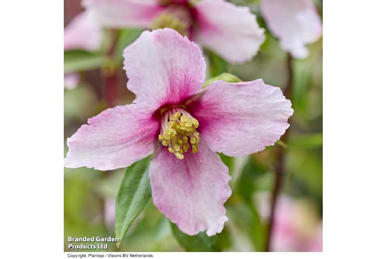 Philadelphus Petite Perfume Pink Flowering Shrub – Compact, Fragrant, Pollinator-Friendly | Wowcher