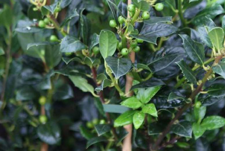 Spinless Holly Shrub – Evergreen, Wildlife-Friendly, 6m Max Height | Wowcher