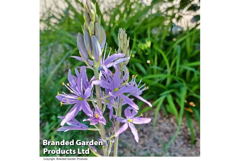 Camassia Caerulea Perennial Flowering Bulbs – Violet-Blue Spires, 130cm Tall | Wowcher