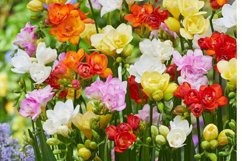 Freesia 'Double Mix' Flowering Bulbs - 50 or 100 Scented Blooms | Wowcher