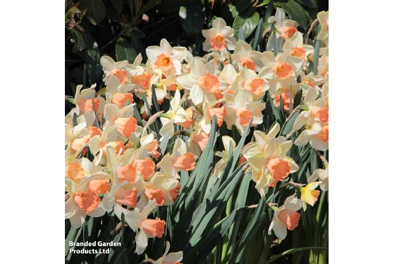 Scented Daffodil ‘Blushing Lady’ Bulbs – Up to 40 Fragrant Blooms, Hardy Perennial | Wowcher