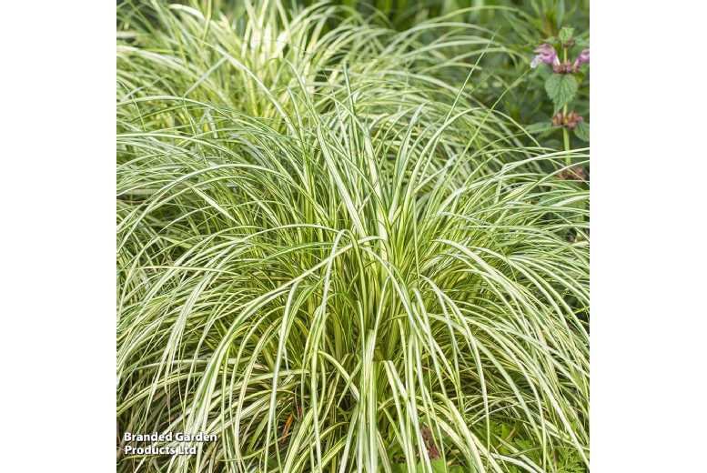 Carex 'Moon Falls' Evergreen Ornamental Grass - Compact Japanese Sedge | Wowcher