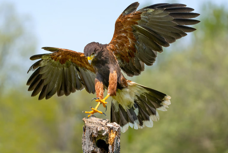Golden Eagle Hunt Day Experience - Lincolnshire Hawk Walks | Wowcher