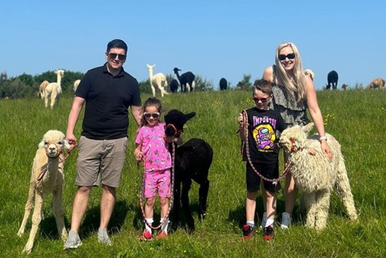 1 Hr Alpaca Experience for up to 4, 5, or 6 – Alpacas of Scotland, Ayr | Wowcher