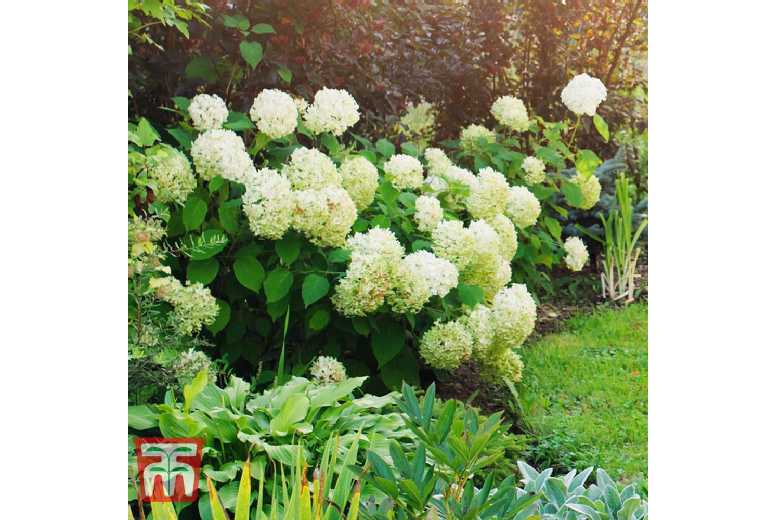 Hydrangea arborescens 'Annabelle' Flowering Shrub - RHS Award Winner, Up to 250cm | Wowcher