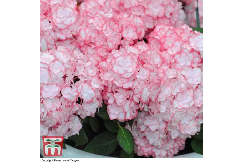 Hydrangea Miss Saori Flowering Shrub - Double Blooms, 100cm, Potted | Wowcher