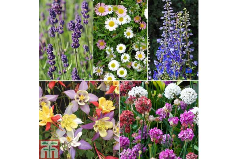 Up to 120 Mixed Hardy Perennial Flowering Plants – Plug Plants | Wowcher