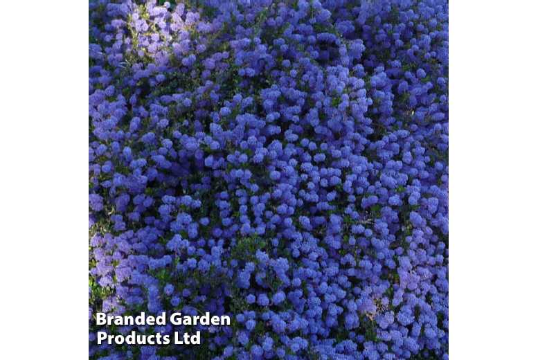 Ceanothus 'Blue Sapphire' Evergreen Shrub - 1 or 3 Plants in 9cm Pots | Wowcher