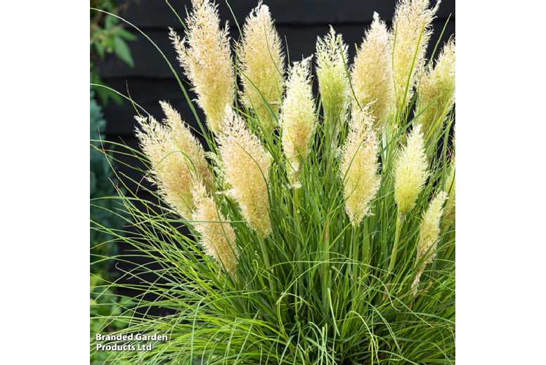 Dwarf Pampas Grass Perennial - Cortaderia selloana 'Tiny Pampa', 60cm, 9cm Pot | Wowcher