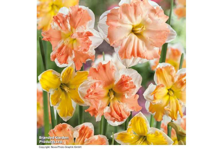40 Daffodil ‘Rainbow Butterfly’ Bulbs – Spring Flowering Perennial | Wowcher