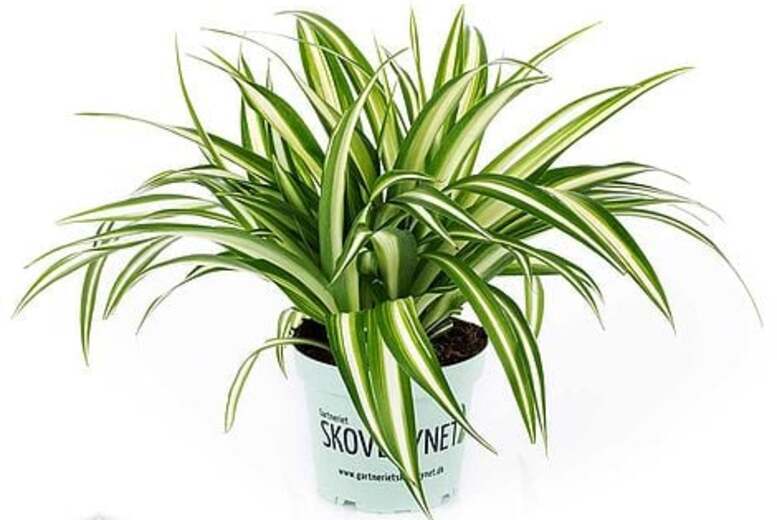 Air Purifying Indoor Houseplants - Trio or Six-Pack Mix | Wowcher