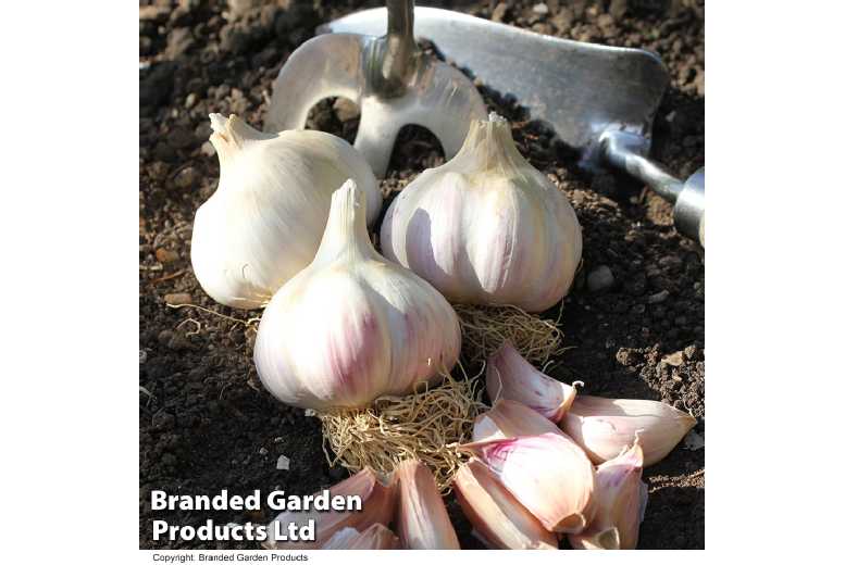 Autumn Planting Garlic Bulb Collection – 8 Hardy Varieties for UK Gardens | Wowcher