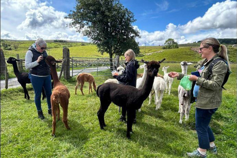 Alpaca Trekking – Meet n Greet and Trek, Bishop Auckland | Wowcher