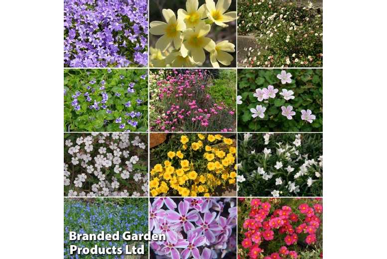 10 Hardy Alpine & Rockery Perennial Plants in 9cm Pots | Wowcher