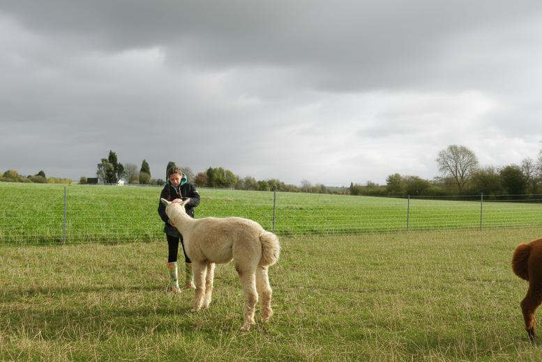 Adopt an Alpaca for a Year – Certificates, Updates and Farm Visit – Pukka Pacas, Swadlincote | Wowcher