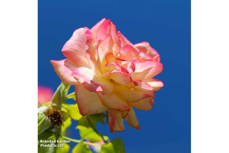 Climbing Rose 'Masquerade' - Flowering Multi-Coloured Climber (4m) | Wowcher