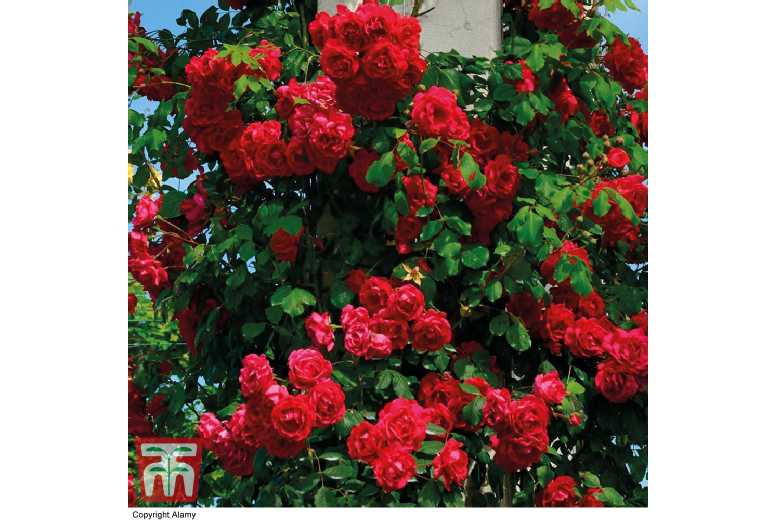 Red Climbing Rose 'Paul's Scarlet' - Flowering Climber, 3m, Bare Root | Wowcher
