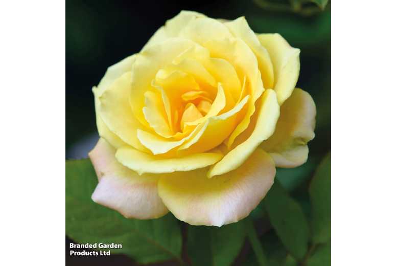 Scented Climbing Rose Plants - Flowering, Fragrant Bare Root Varieties | Wowcher