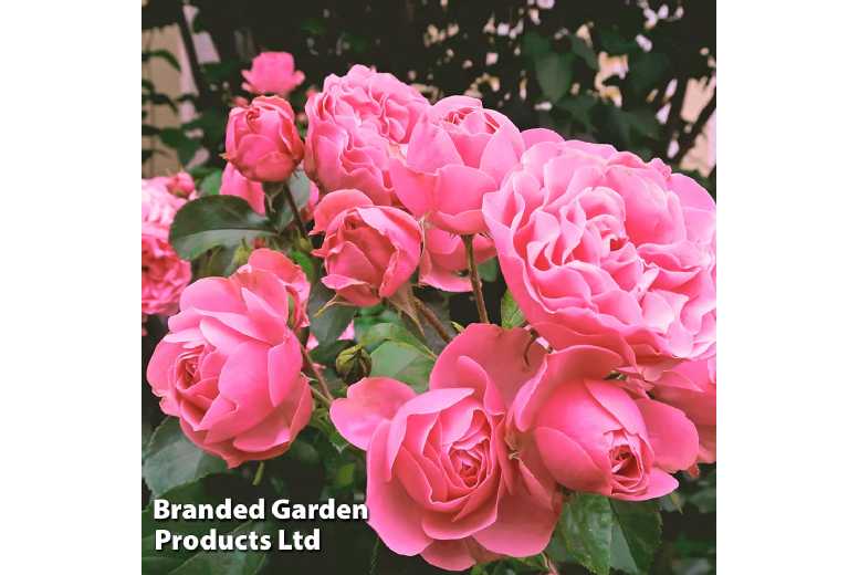 Rose 'Queen Elizabeth' Floribunda - Bare Root Flowering Shrub (1, 2 or 3 Plants) | Wowcher