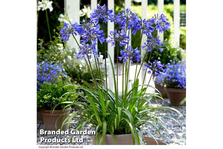 Agapanthus Blue & White Perennial Plants - Flowering Bare Roots & Patio Pot | Wowcher
