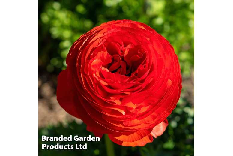 Ranunculus 'Red' Flowering Bulbs - 10 or 20 Pack for Vibrant Spring Colour | Wowcher