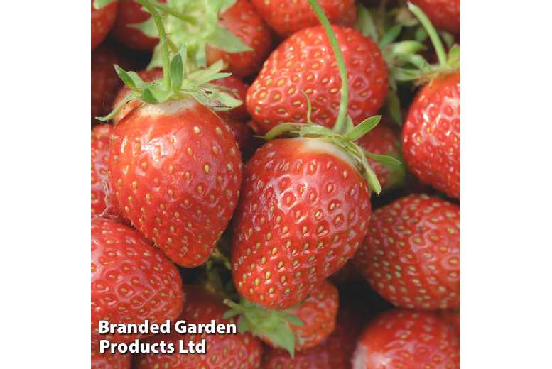Strawberry 'Pegasus' Bare Root Fruit Plants - RHS Award Winner, Mid-Season, Disease Resistant (5 or 10 Pack) | Wowcher