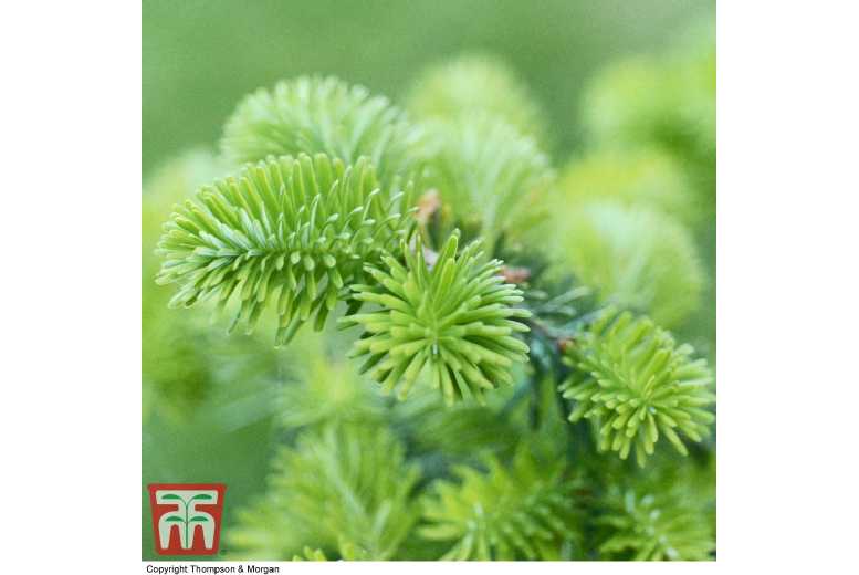 Korean Fir Tree (Abies koreana) - Evergreen, Violet Cones, Bare Root | Wowcher