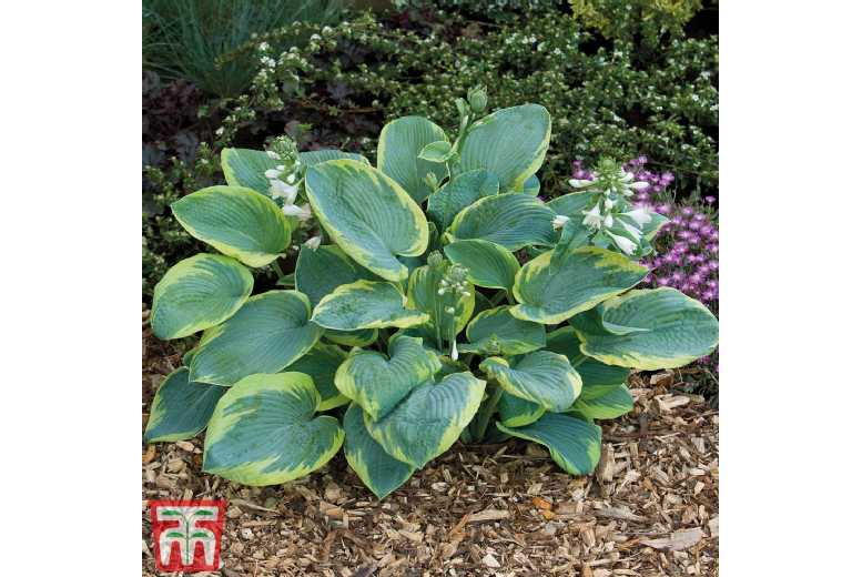 Giant-Leaved Hosta Mix - Shade-Loving Perennial Bare Roots | Wowcher