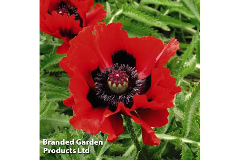 Oriental Poppy Perennial Flowering Plants - 4 or 8 Bare Roots | Wowcher