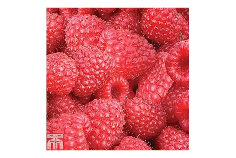 Raspberry 'Autumn Bliss' Bare Root Fruit Plants - 6 or 12 Pack | Wowcher