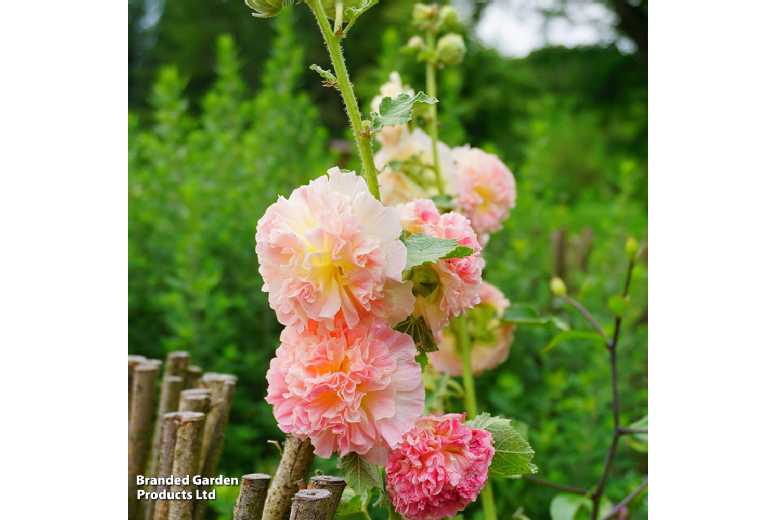 Hollyhock 'Chater's Double Mixed' - Flowering Perennial, 2m Tall | Wowcher