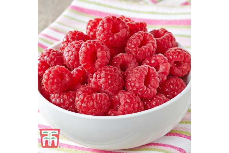 Raspberry 'Glen Ample' Canes - High-Yield, Spine-Free Fruit Bush | Wowcher