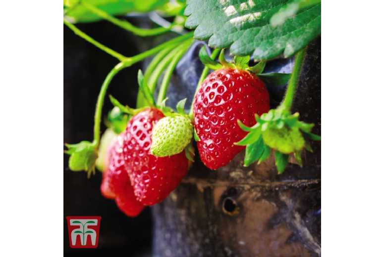 Strawberry 'Flamenco' - Ever-Bearing Fruit Plant for Beds & Containers (Up to 20 Plants) | Wowcher
