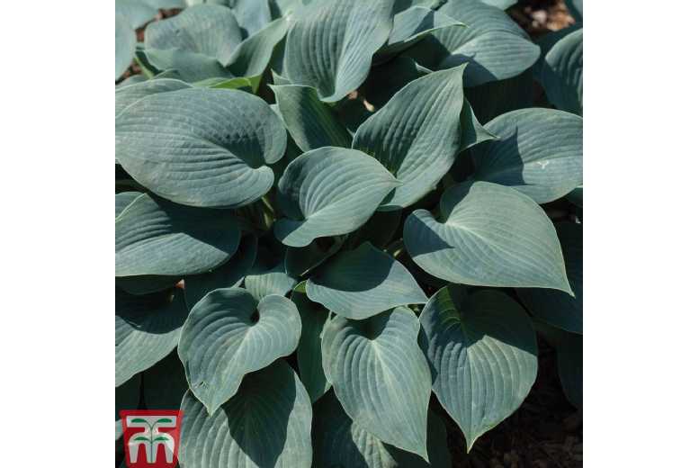 Bare Root Hosta Perennial Plants - Lush Foliage for Shade | Wowcher