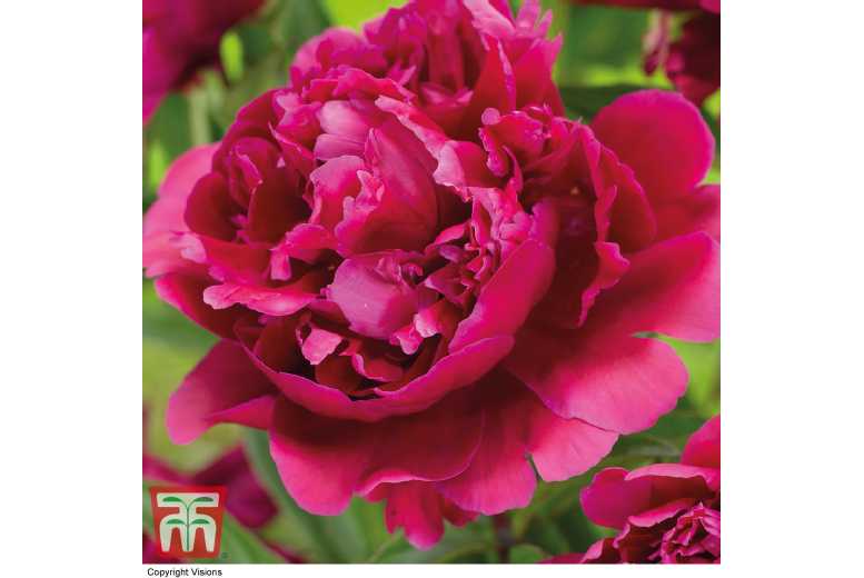 Mixed Peony Perennial Plants - Flowering Shrub Trio or Six-Pack | Wowcher