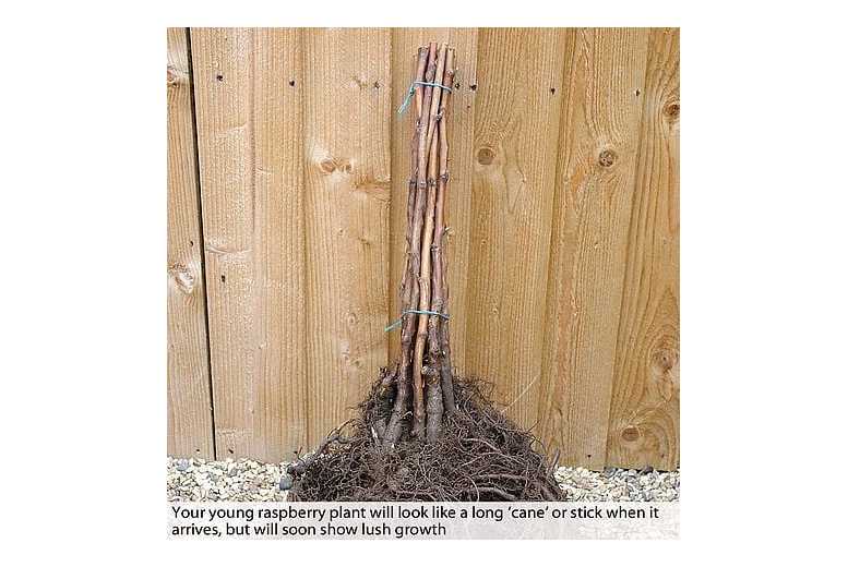 Raspberry Full Season Plants - British-Bred, Heavy Cropping Canes | Wowcher