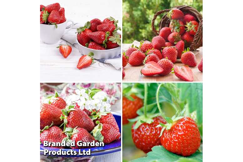 All Season Strawberry Plants - Hardy, High-Yielding Fruit Collection (20 or 40 Plants) | Wowcher
